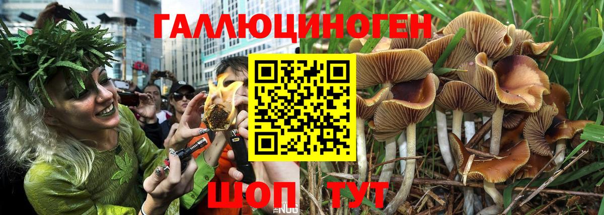 Галлюциногенные грибы Psilocybine cubensis  Вход с VPN  Псилоцибиновые грибы Psilocybine cubensis  Звенигород 